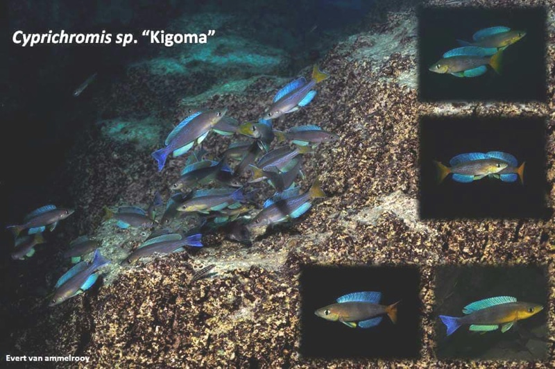Cyprichromis sp. 'dwarf jumbo' Kigoma